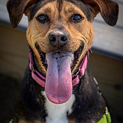 Photo of Roxie - Updated profile!