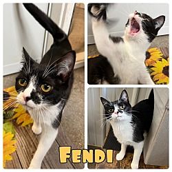 Photo of Fendi