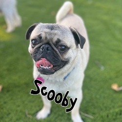 Thumbnail photo of Scooby #2