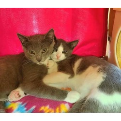 Thumbnail photo of Jack * Bonded w/Will *PetSmart Marlton #1