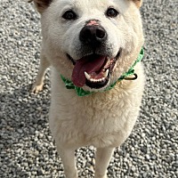 adopt-pet