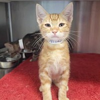 adopt a pet