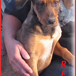Thumbnail photo of Reo-Adoption Pending #1