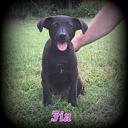Thumbnail photo of Fia (Aka:Fifi) #1