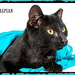 Thumbnail photo of CASPIAN #3