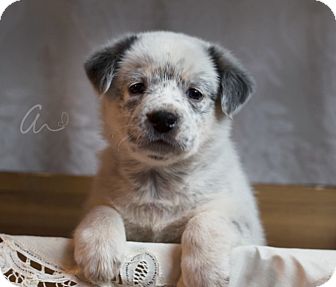 australian shepherd australian cattle dog mix sybil adopted puppy boulder co australian cattle dog australian shepherd australian cattle dog mix sybil adopted puppy boulder co australian cattle dog