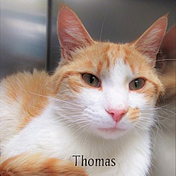 Thumbnail photo of Thomas #2