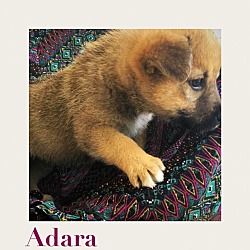 Thumbnail photo of Adara #2