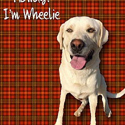 Thumbnail photo of Wheelie #1