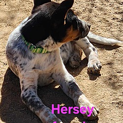 Thumbnail photo of Hersey #3