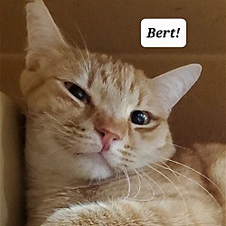 Photo of Bert