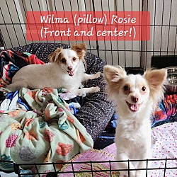 Photo of Wilma & Rose