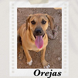 Thumbnail photo of Orejas #1