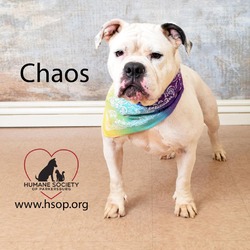 Photo of Chaos