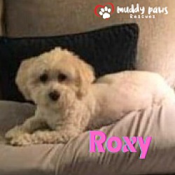 Thumbnail photo of Roxy #2