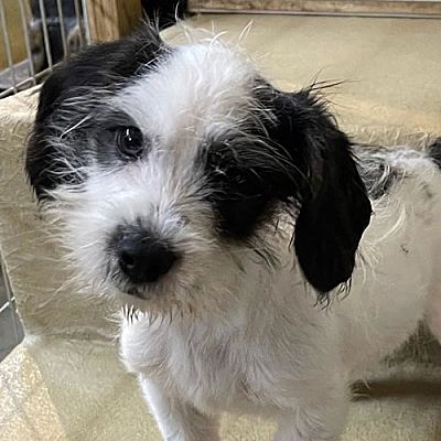 Hagerstown, Md - Shih Tzu Terrier (unknown Type, Medium). Meet Able A 