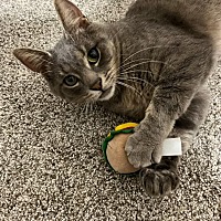adopt a pet
