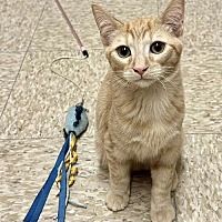 adopt a pet