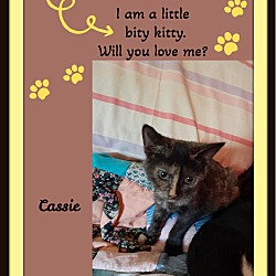 Thumbnail photo of Cassie Adoption Pending #1
