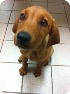 golden rhodesian ridgeback