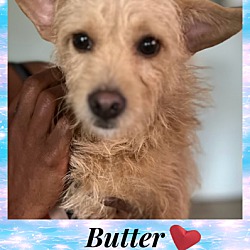 Photo of BUTTER 2 YEAR TERRIER