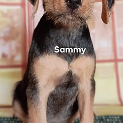 Thumbnail photo of Sammy #1