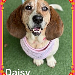 Thumbnail photo of DAISY (also see SUNFLOWER) #2