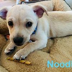 Thumbnail photo of Noodles #2