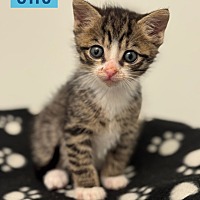 Adopt A Pet :: Uno - Leonardtown, MD
