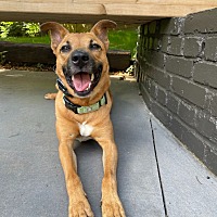 adopt a pet