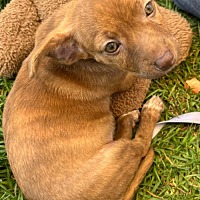 adopt a pet