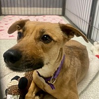 adopt a pet