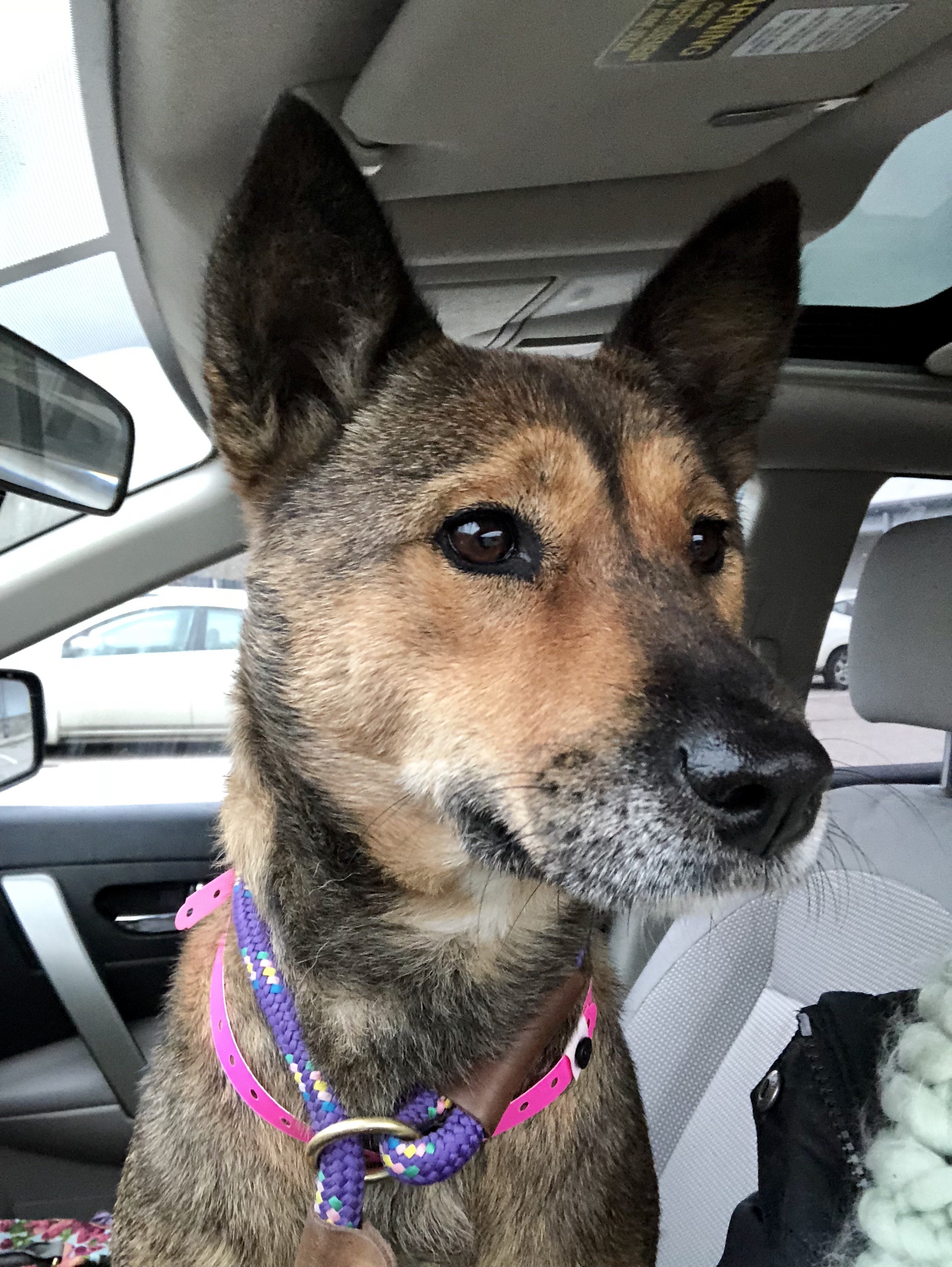 Memphis Tn Shiba Inu Meet Zelda A Pet For Adoption