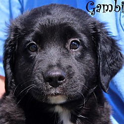 Thumbnail photo of Gambit~adopted! #1