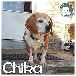 Thumbnail photo of Chika #1