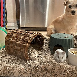 Thumbnail photo of HAMLET-Dwarf Hamster #2