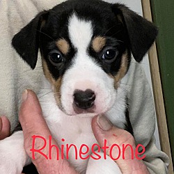 Thumbnail photo of RHINESTONE #1