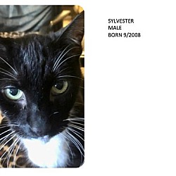 Photo of Sylvester (A perfect senior kitty!)
