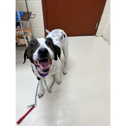 Photo of KORA