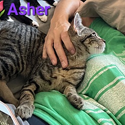 Thumbnail photo of Asher #3