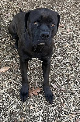 Bloomfield, CT - Mastiff. Meet 185 a Pet for Adoption - AdoptaPet.com