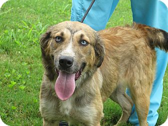 anatolian shepherd and golden retriever mix