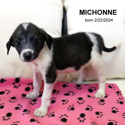 Photo of Michonne-9370
