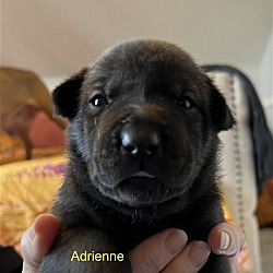 Thumbnail photo of Adrienne - Dreamy Pup #2