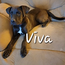 Photo of Viva