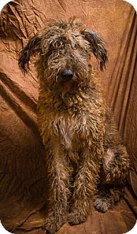 airedale terrier and poodle mix