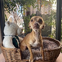 adopt a pet
