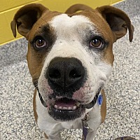 adopt a pet