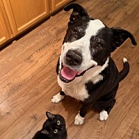 adopt a pet