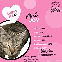 adopt a pet